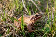 Rana dalmatina, Vetrishte