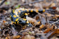 Salamandra salamandra, Struino
