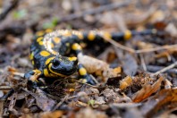 Salamandra salamandra, Struino