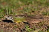 Lacerta viridis, Shumen