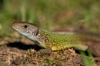 Lacerta viridis, Shumen