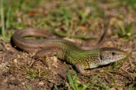 Lacerta viridis, Shumen