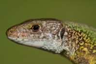 Lacerta viridis, Shumen