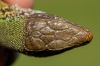 Lacerta viridis, Shumen