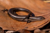 Ablepharus kitaibellii, Shumen