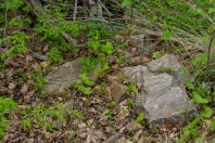 Lacerta viridis, Elenite
