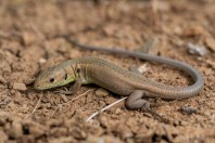 Lacerta viridis, Elenite