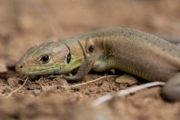 Lacerta viridis, Elenite