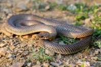 Dolichophis caspius, Elenite