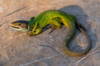 Lacerta viridis, Elenite