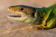 Lacerta viridis, Elenite