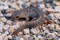 Triturus ivanbureschi, Primorsko