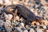 Triturus ivanbureschi, Primorsko