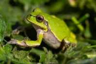 Hyla orientalis, Primorsko