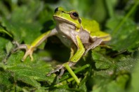 Hyla orientalis, Primorsko