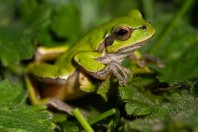 Hyla orientalis, Primorsko