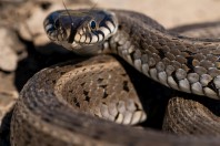 Natrix natrix, Primorsko