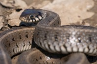 Natrix natrix, Primorsko