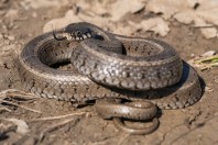 Natrix natrix, Primorsko