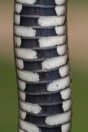 Natrix natrix, Primorsko