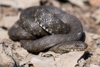Natrix tessellata, Primorsko