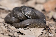 Natrix tessellata, Primorsko