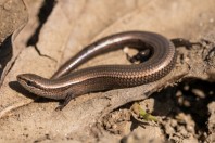 Ablepharus kitaibellii, Primorsko