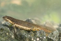 Lissotriton schmidtleri, Primorsko