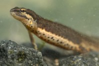 Lissotriton schmidtleri, Primorsko