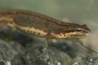 Lissotriton schmidtleri, Primorsko