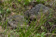 Podarcis tauricus, Primorsko