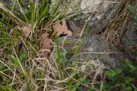 Podarcis tauricus, Primorsko