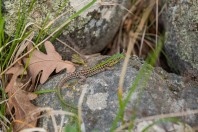 Podarcis tauricus, Primorsko