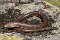 Pseudopus apodus, Primorsko