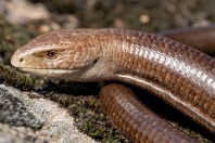 Pseudopus apodus, Primorsko