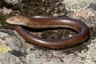 Pseudopus apodus, Primorsko