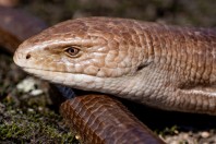 Pseudopus apodus, Primorsko