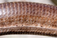 Pseudopus apodus, Primorsko