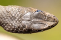 Malpolon insignitus, Primorsko