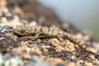 Mediodactylus danilewskii, Primorsko