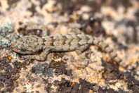 Mediodactylus danilewskii, Primorsko