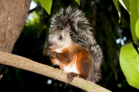 Variegated squirrel (Sciurus variegatoides), Alajuela