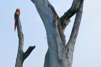 Scarlet Macaw (Ara macao), NP Carara