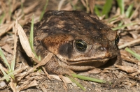 Cane toad (Rhinella marina), Tárcoles