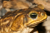 Rhinella marina, Tárcoles