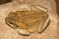 Rhinella marina, Tárcoles