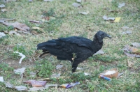 Black Vulture (Coragyps atratus), Tárcoles