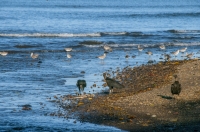 Coragyps atratus and Larus atricilla, Tárcoles