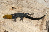 Yellow-headed gecko (Gonatodes albogularis), Tárcoles