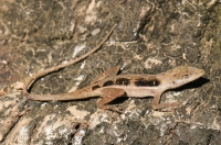 Anolis cupreus, Tárcoles